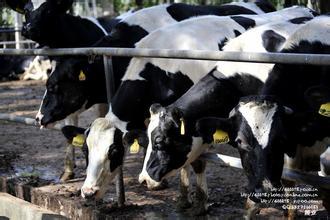 国产牛牛,探寻中国牛肉产业的崛起之路 第2张 国产牛牛,探寻中国牛肉产业的崛起之路 第2张