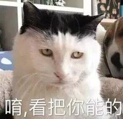 猫猫吃瓜娱乐圈,趣味横生的娱乐圈幕后故事